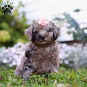 Blaire, Miniature Poodle Puppy